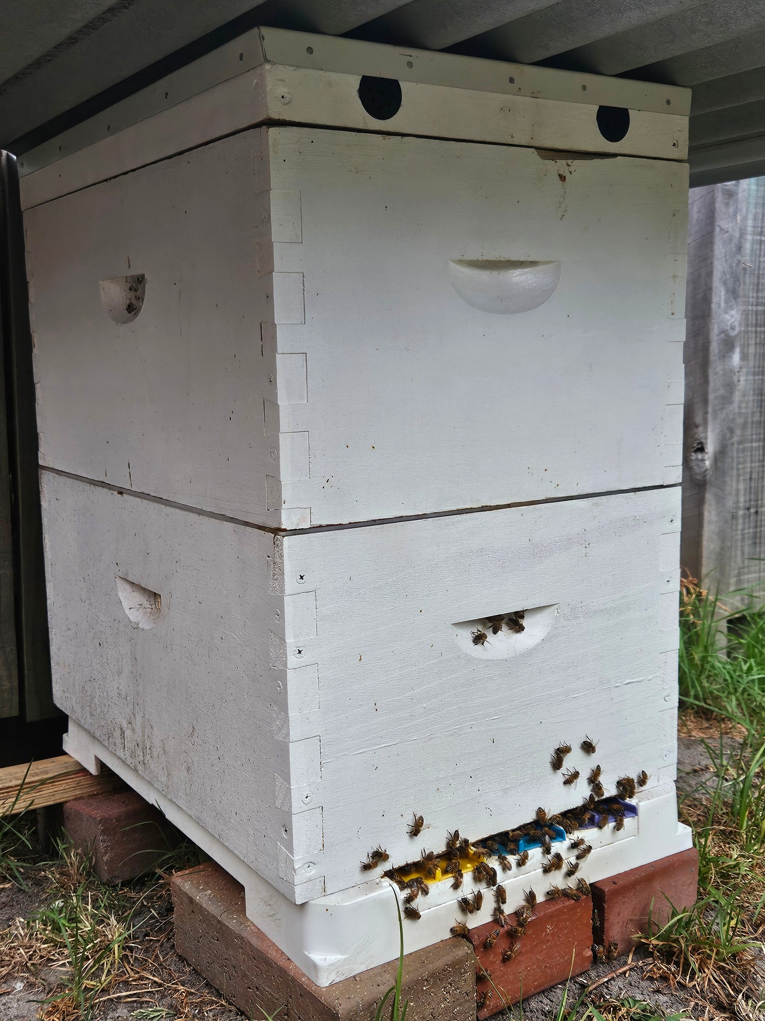 Hives